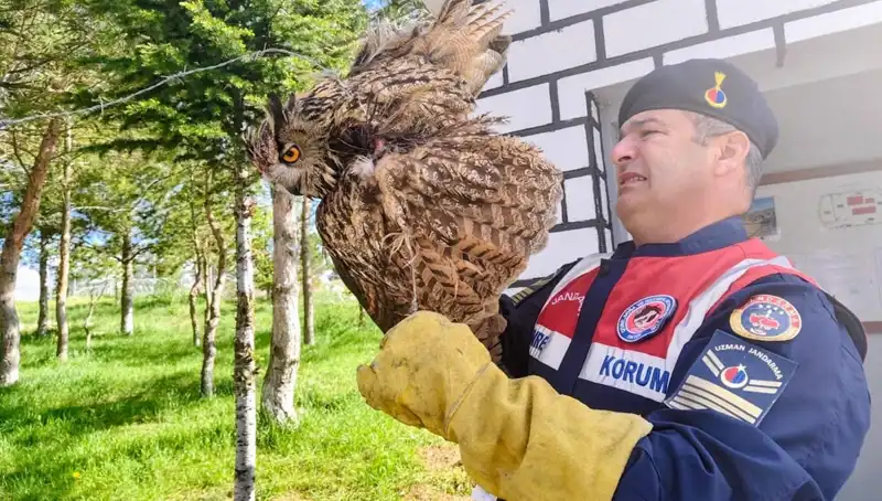 Dikenli Tellere Takılan Puhu, Şimdi Güvende: Hayatı Kurtarıldı