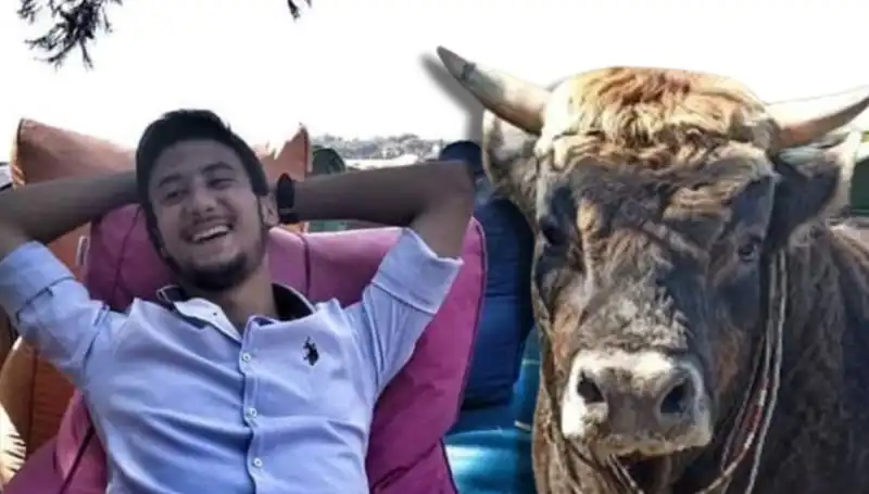 Aydın'da Şok Olay: Güreş Boğası Hayatını Kaybetti!