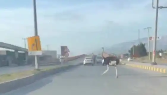 Trafikte Deve Kuşu Görülmesi: Şaşkınlık Yaratan Olayın Ardındaki Gerçekler
