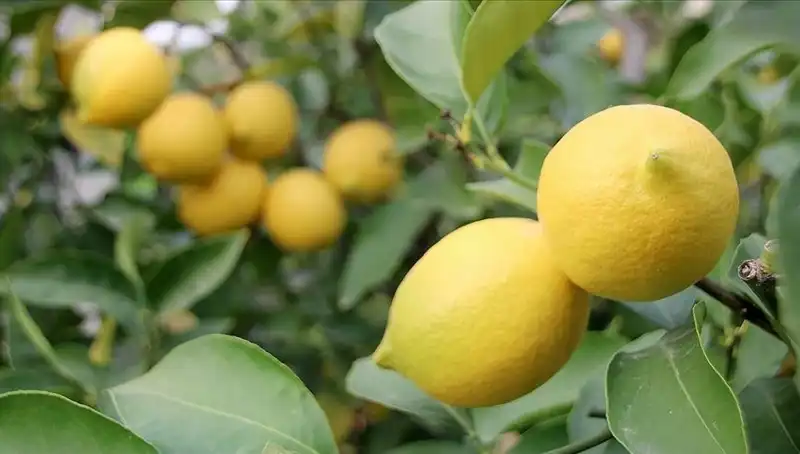 Limonun Fiyatları Uçarak 24 Liraya Dayandı, Tüketiciler Şokta!