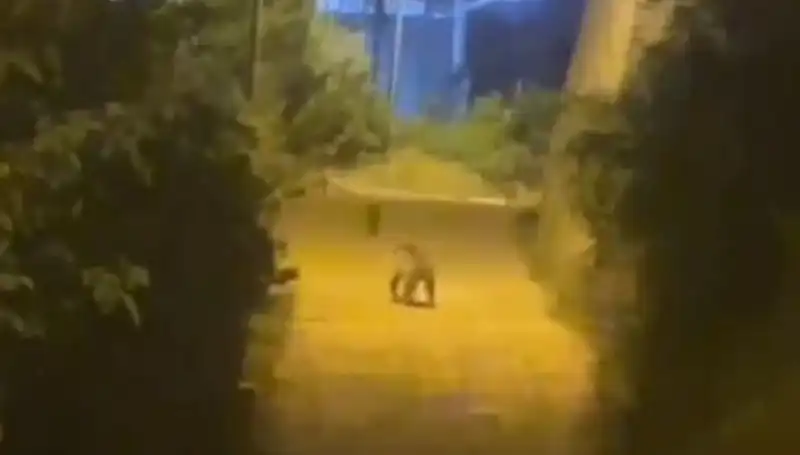 Gümüşhane'de Şehir Merkezine Gelen Ayı, Vatandaşları Tedirgin Etti