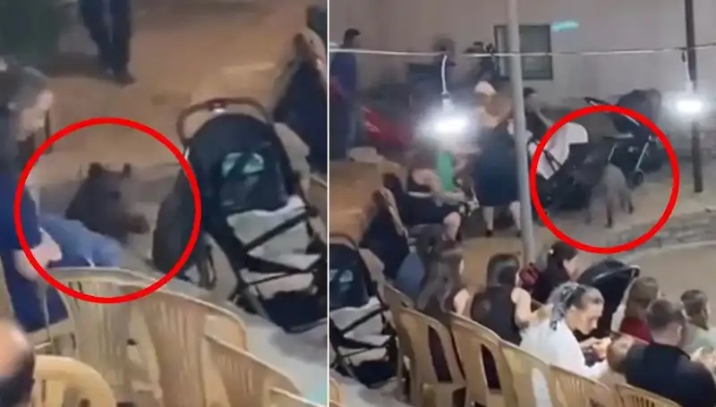 Düğün Günü Panik Anları: Yaban Domuzu Gelin Alişan'ı Geride Bıraktı!