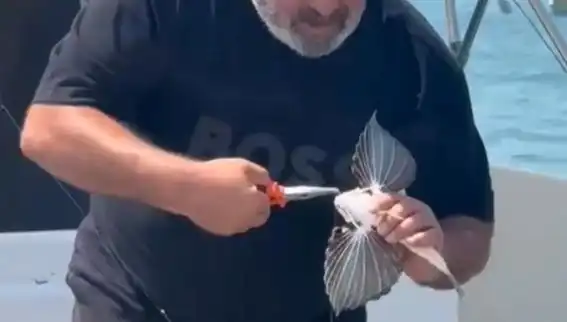 Saros'ta Nadir Görülen Kırlangıç Balığı Oltaya Takıldı! Doğa Severler Şaşırdı