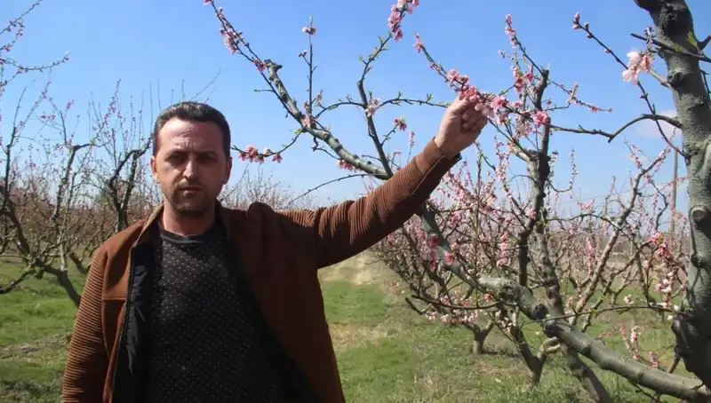 Don Vurmasının Ardından Çiçek Açan Ağaçların Dramı
