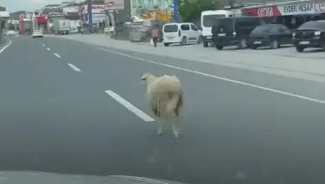 Yalova’da Kaçan Kurbanlık Hayvanlar Trafiği Kilitledi: Olayın Ardındaki Gerçekler