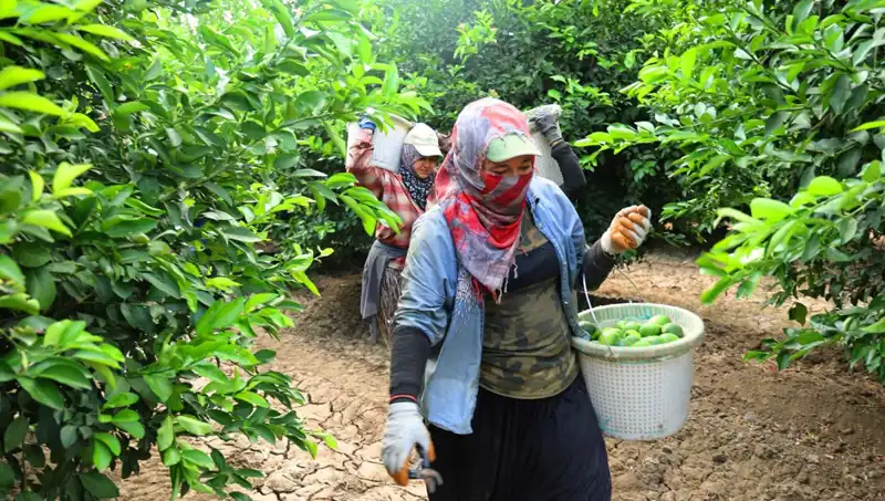 Marketlerde Fiyat Alarmı: Kilo Fiyatı 150 Lirayı Geçti!