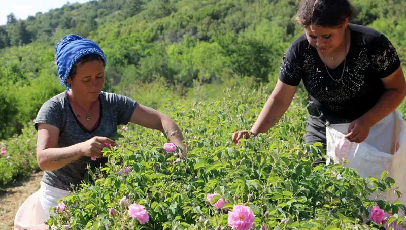 Zirai Dondan Etkilenen Gül Üretimi, Çiftçileri Zor Durumda Bıraktı