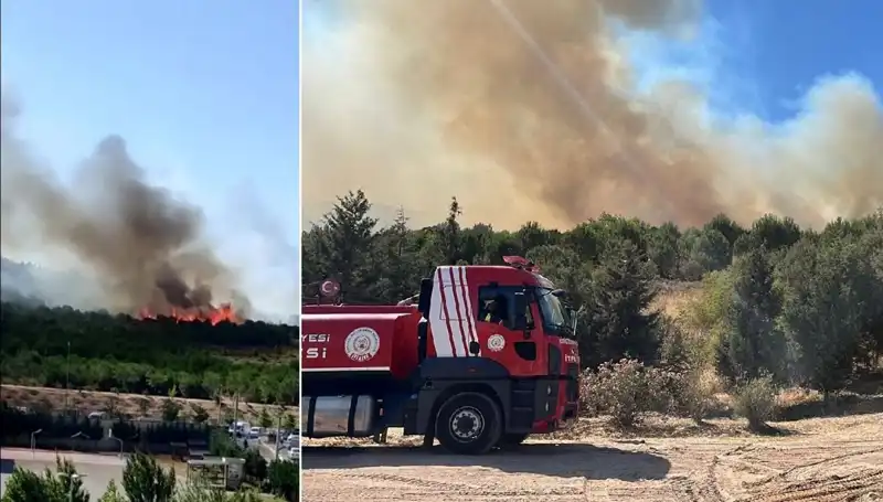 Gebze'de Beklenmedik Orman Yangını: Doğa ve Hayvanlar Tehlikede!