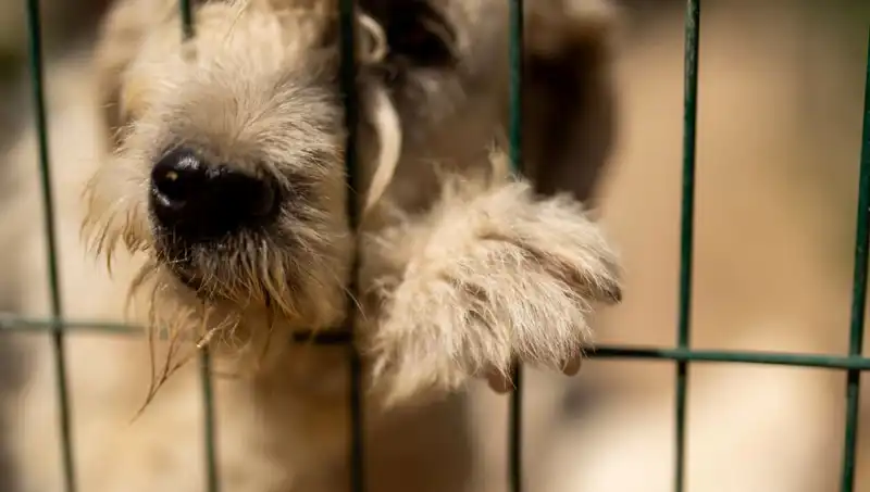 İş Stresi: İnsanları Etkilediği Gibi Köpekleri de Zorluyor