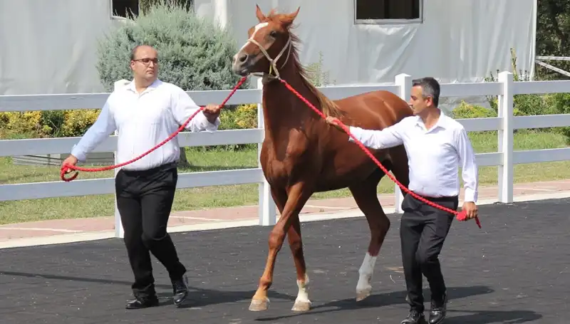 Rekor Kıran "Taşkın Kral"ın Efsanesi ve Su Altında Geçen Hayatı