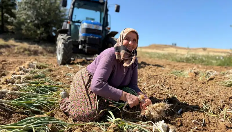 Dünyaca Ünlü Selenyum Kaynağı: Tarladan Bin 200 Lira Karşiliğinda Toplanan Fıstıklar