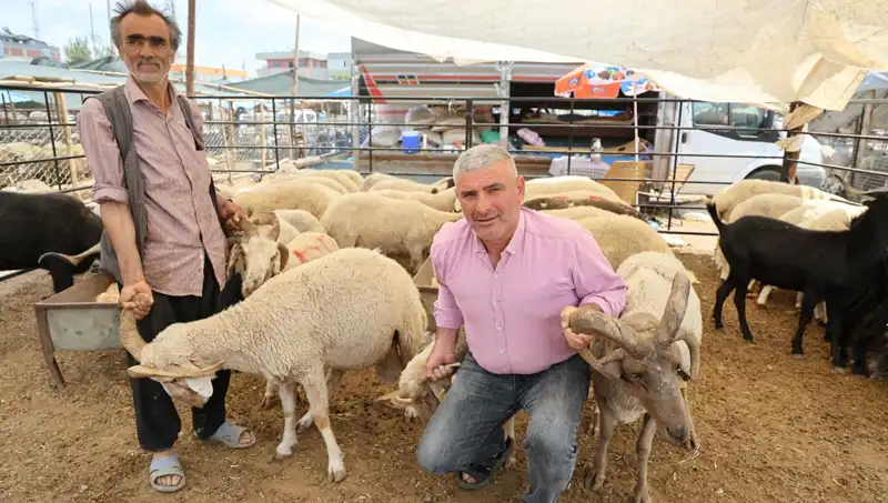 Kurban Pazarında Dikkat Çekenler: 4 Boynuzlu Koçlar, Rekor Fiyatlarla Satışta!