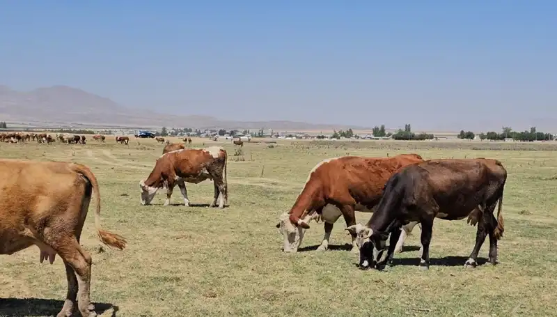 Arin Gölü'nde Su Seviyesi Dramatiik Şekilde Düşüyor: Geleceğimiz Tehlikede