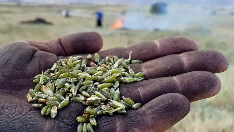 Firik Sezonu Geldi: Doğal Lezzetiyle Sofraları Şenlendiriyor
