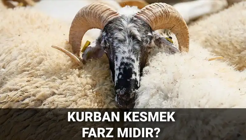 Kurban Kesimi Farz mı? Diyanet'ten Detaylı Yanıt ve Şartlar