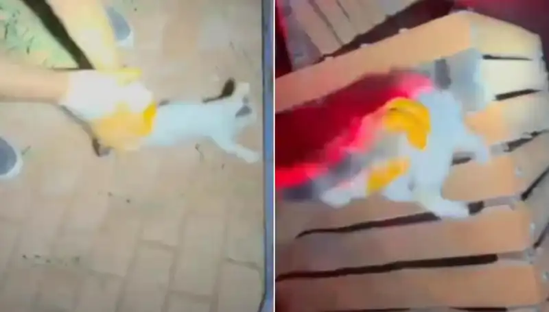Gece Yarısı İtfaiye Ekipleri Hayvan Kurtarma Görevinde Şaşırttı