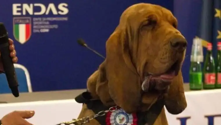 Arama Köpeğine Şok Suikast: Çivili Sosisle Yaşamına Son Verildi!