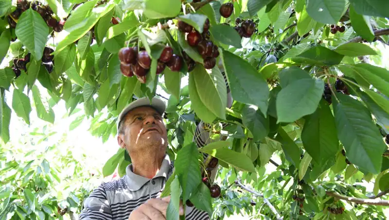 Lapseki'nin Devi: Çay Bardağına Sığmayan Şaşırtıcı Dev Bitki